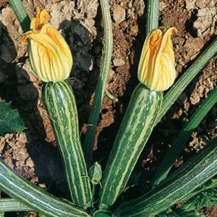 Dovlecei vargati Striato d Italia2 - SEMINTE HOBBY de legume si plante aromatice