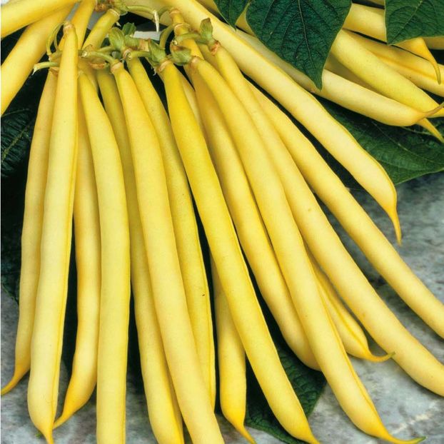 Fasole pitica Sonesta - SEMINTE HOBBY de legume si plante aromatice