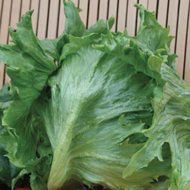 Salata frisee de beauregard-2 tip iceberg