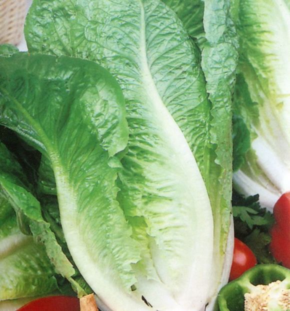 Salata Lobjoits green cos