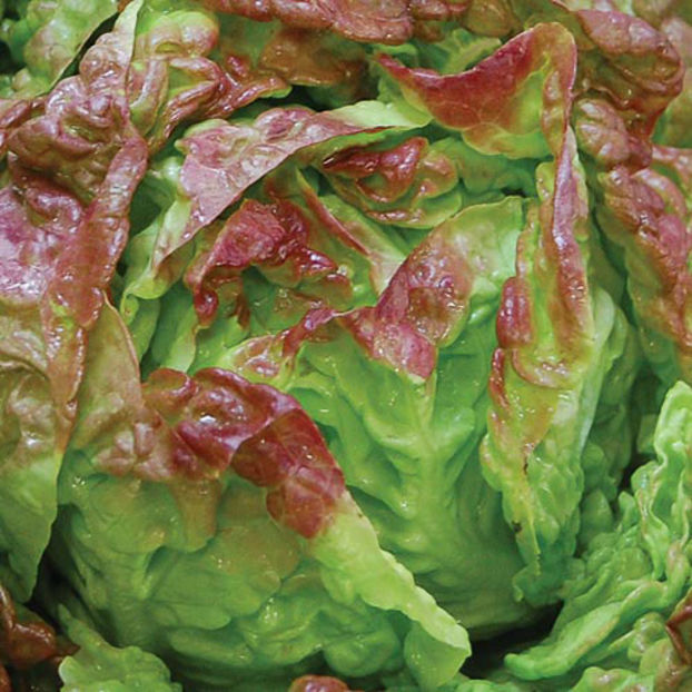 Salata Merveille des 4 saisons-capatana rosie1
