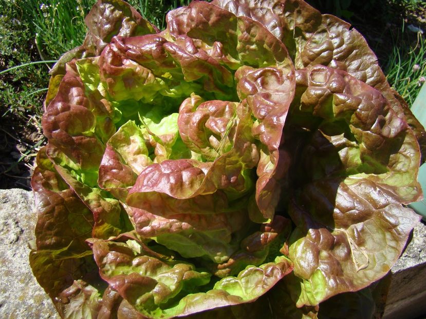Salata Merveille des 4 saisons-capatana rosie4