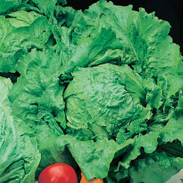 Salata Webs Wonderful 1-tip iceberg
