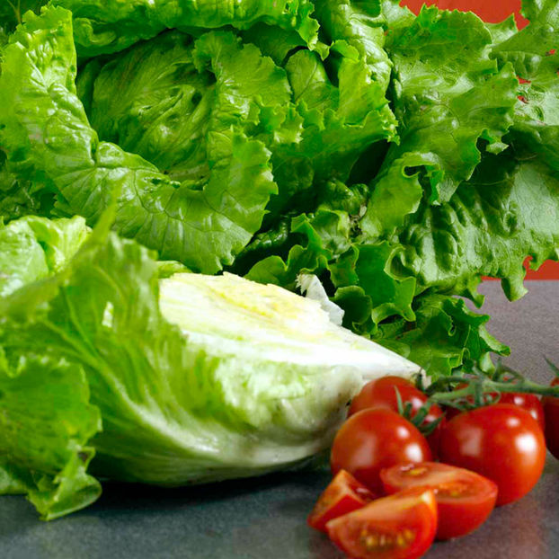 Salata Webs Wonderful 3-tip iceberg