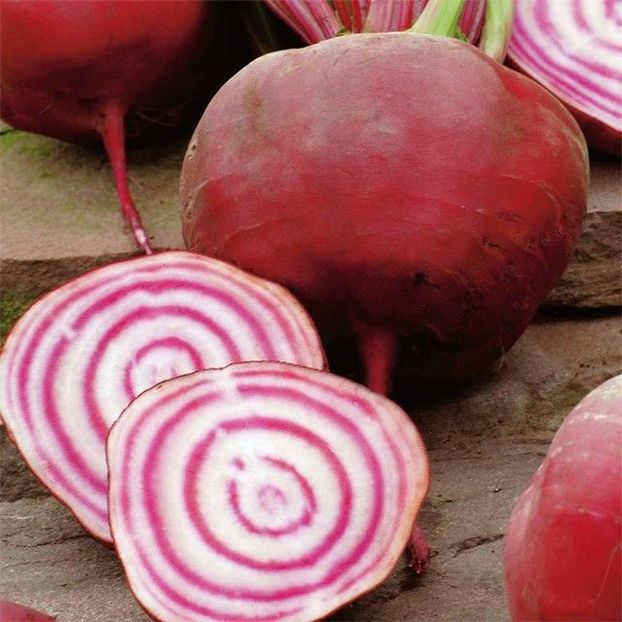 Sfecla inelata Chioggia