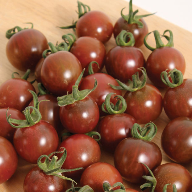 Tomate Black Opal