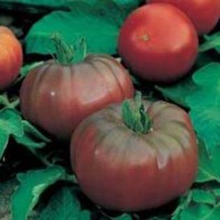 Tomate Black Russian
