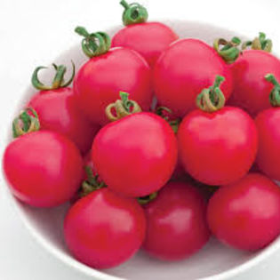 Tomate Pink Charmer F1