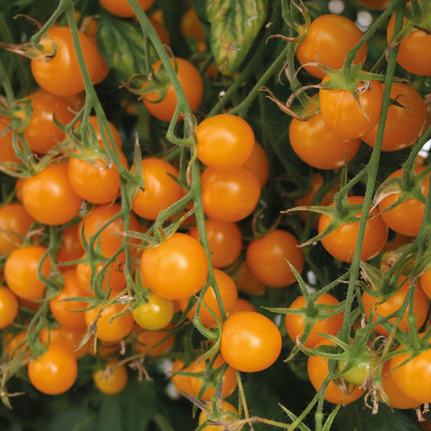 Tomate Sunlemon F1