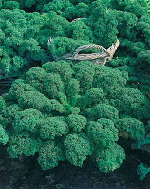 Varza Kale Dwarf Green Curled - SEMINTE HOBBY de legume si plante aromatice