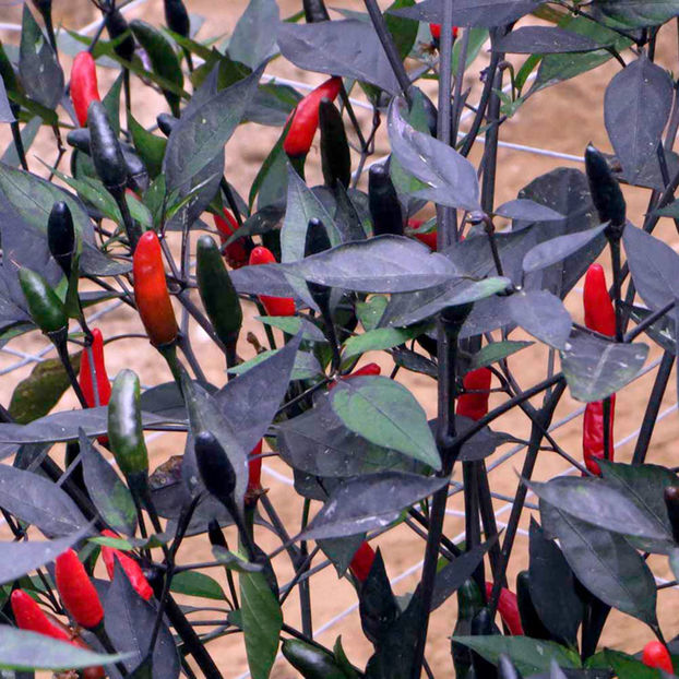Ardei iute Zimbabwe Black2 - SEMINTE HOBBY de legume si plante aromatice
