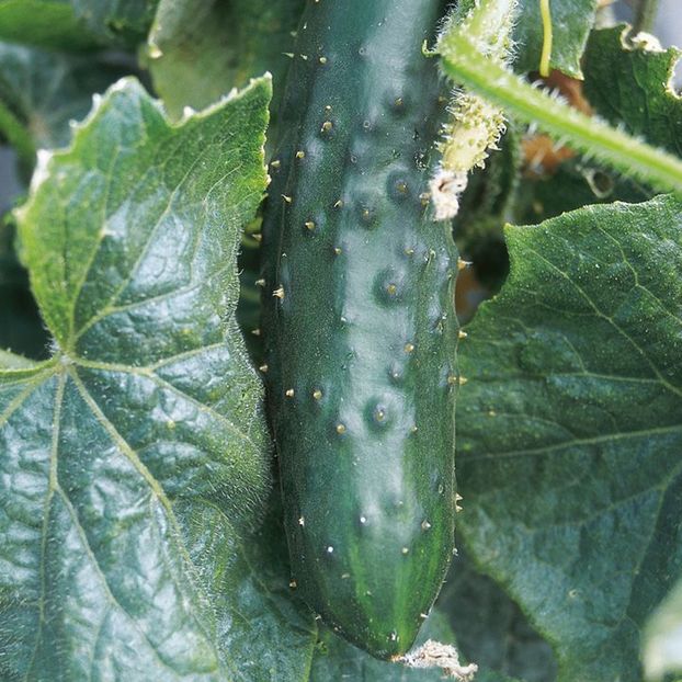Castraveti Marketmore - SEMINTE HOBBY de legume si plante aromatice