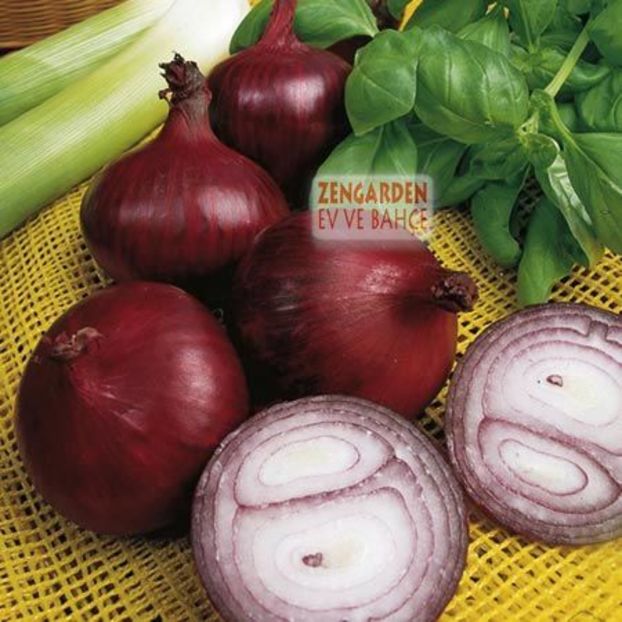 Ceapa rosie North Holland Blood Red2.1 - SEMINTE HOBBY de legume si plante aromatice
