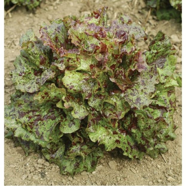 Salata frunze Mottistone1.1 - SEMINTE HOBBY de legume si plante aromatice