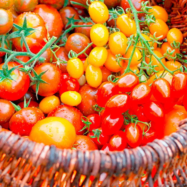 Tomate amestec Summer Sensation Mix1