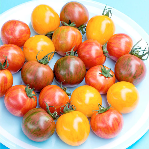 Tomate Artisan Bumblee Bee Mix