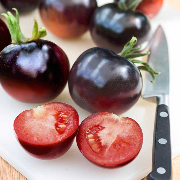 Tomate Black Indigo Rose