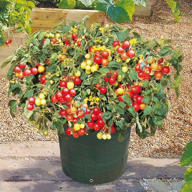 Tomate cherry curgatoare Tumbler