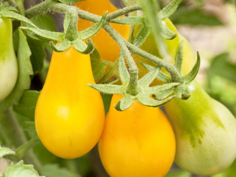 Tomate cherry galbene Peardrops1.1