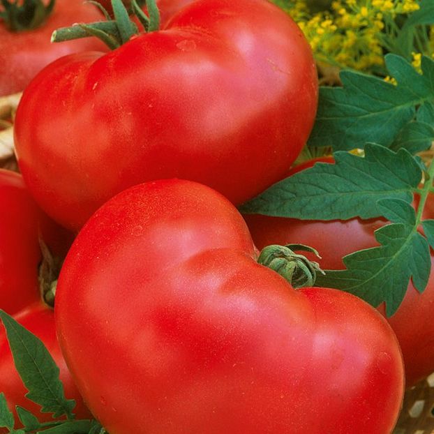 Tomate Faworyt F1