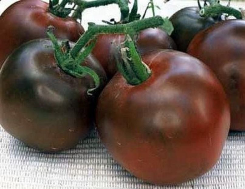 Tomate negre Black Prince