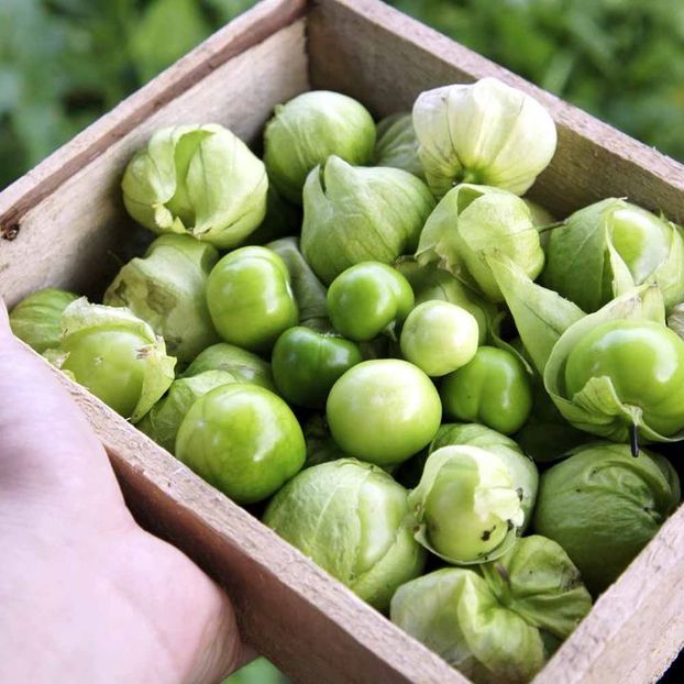 Tomatillo