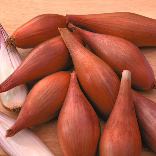 Ceapa esalot Figaro