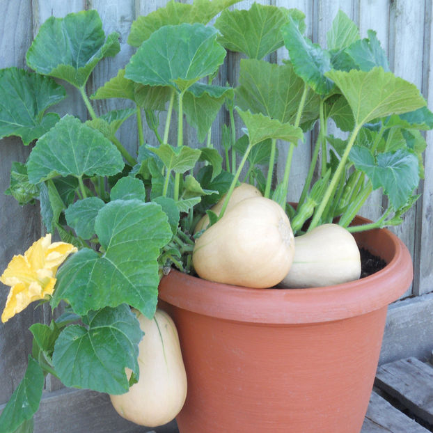 Dovleac (Squash) Butterbush