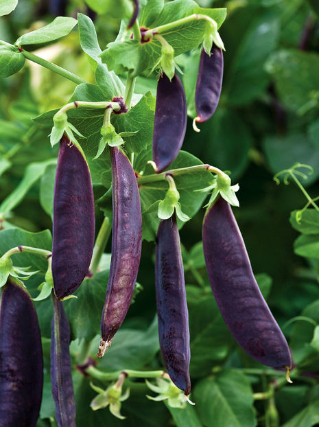 Mazare violet(Mangetout) Shiraz1