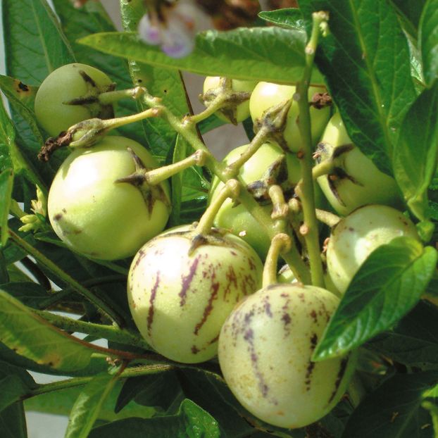 Pepino (Melon Pear)