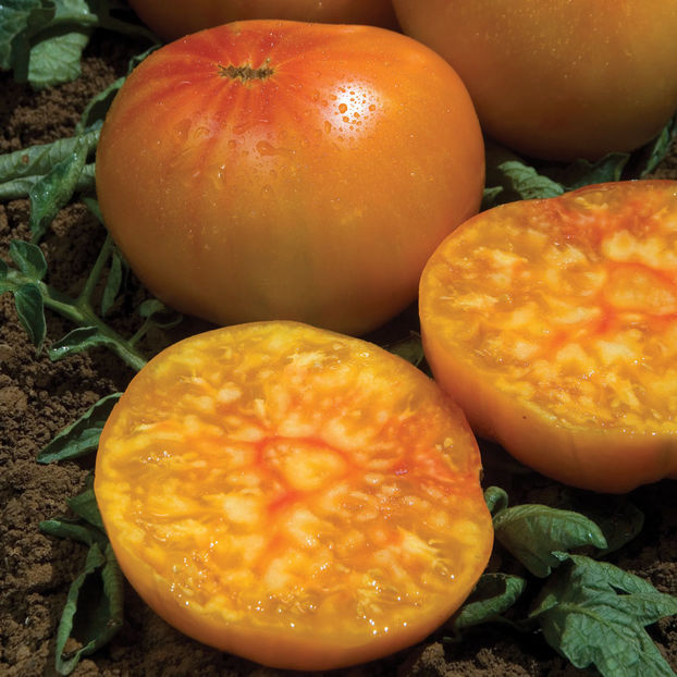 Tomate bicolor Ananas
