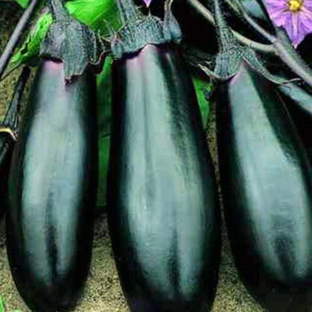 Vinete negre moneymaker-f1