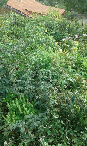  - Asa arata acum in luna septembrie