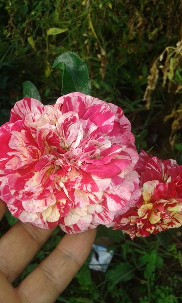  - Asa arata acum in luna septembrie