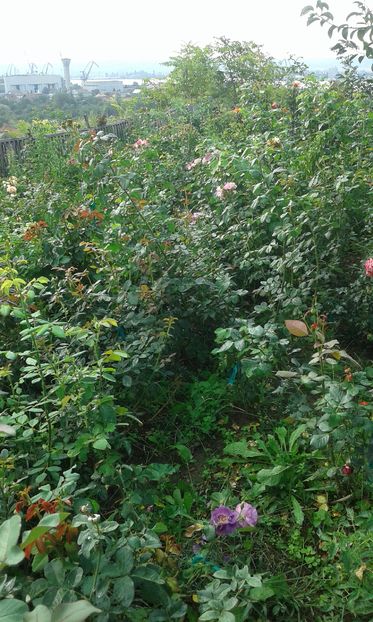  - Asa arata acum in luna septembrie