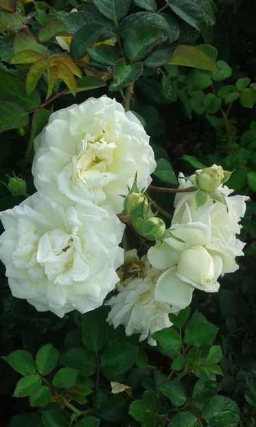 Manuel Canovas - Asa arata acum in luna septembrie