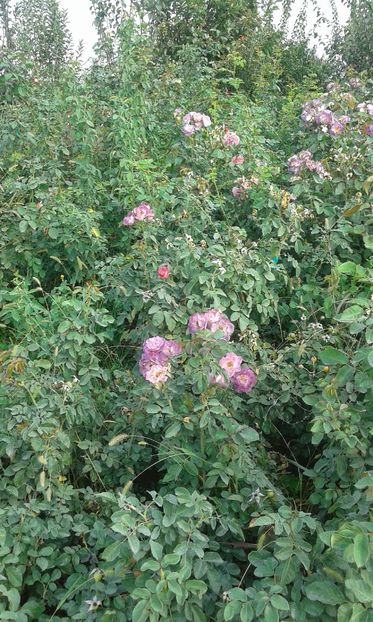  - Asa arata acum in luna septembrie