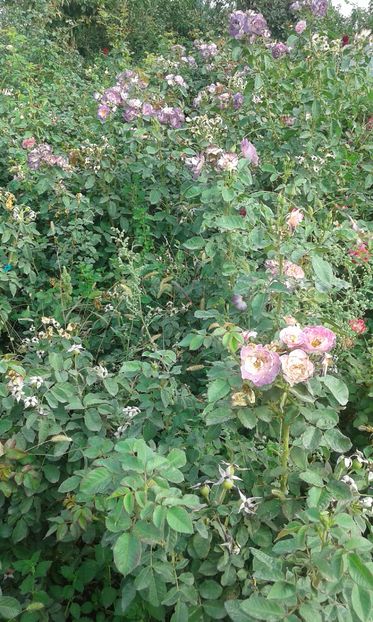  - Asa arata acum in luna septembrie