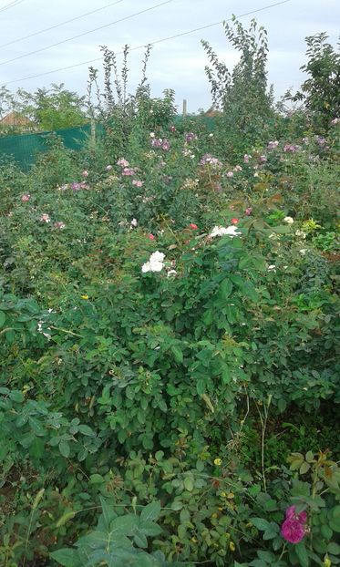  - Asa arata acum in luna septembrie