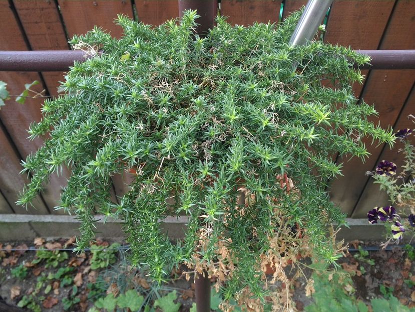 Flox sublata early spring darc pink - Poze 2016