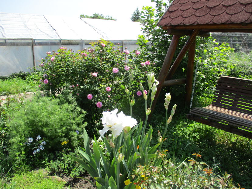  - Romantic garden