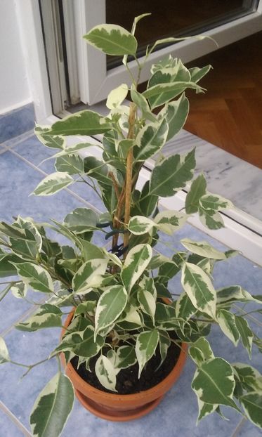 Ficus de Gantel - Ficus benjamin