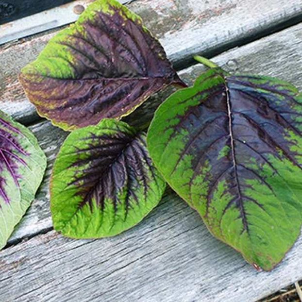 Amarant Callaloo - Stir rosu, comestibil - Plante aromat condimentare