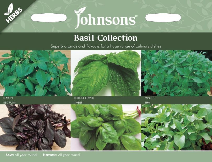 Busuioc Colectie Johnsons - Plante aromat condimentare