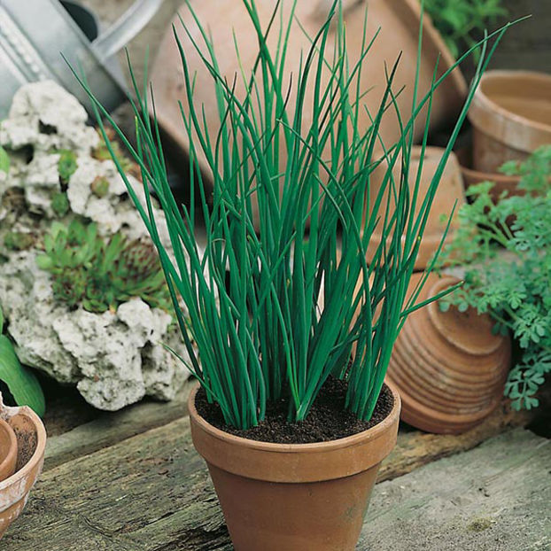 Ceapa de taiat (Allium schoenoprasum) - Plante aromat condimentare