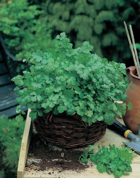 Coriander Cilantro for Leaf1