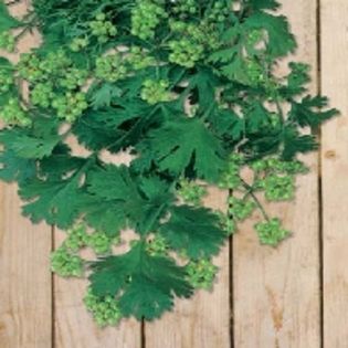 Coriander for Seeds