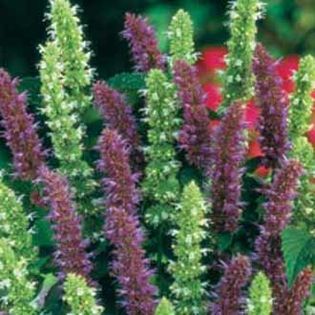 Menta mexicana Agastache Blue &White Mix