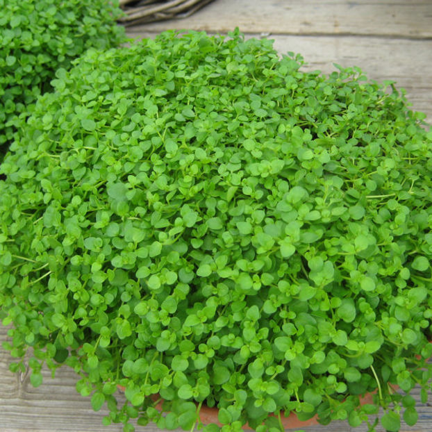 Menta pitica - Plante aromat condimentare