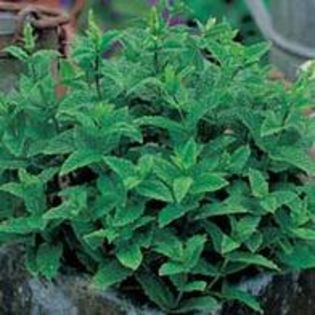 Menta spicata - Plante aromat condimentare